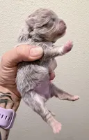 AKC Lucky, a male Pomeranian for sale in Spokane, MO – Photo 6 of 8