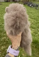 AKC rare lavender, a male Pomeranian for sale in Spokane, MO – Photo 5 of 6