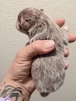 AKC Lucky, a male Pomeranian for sale in Spokane, MO – Photo 8 of 8