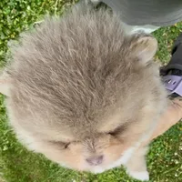 AKC rare lavender, a male Pomeranian for sale in Spokane, MO – Photo 3 of 6