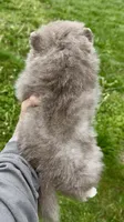 AKC rare lavender, a male Pomeranian for sale in Spokane, MO – Photo 6 of 6