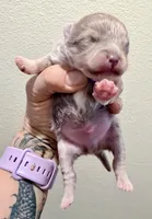 AKC Lucky, a male Pomeranian for sale in Spokane, MO – Photo 4 of 8