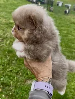 AKC rare lavender, a male Pomeranian for sale in Spokane, MO – Photo 2 of 6