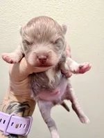 AKC Lucky, a male Pomeranian for sale in Spokane, MO – Photo 7 of 8