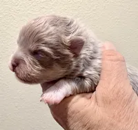 AKC Lucky, a male Pomeranian for sale in Spokane, MO – Photo 3 of 8