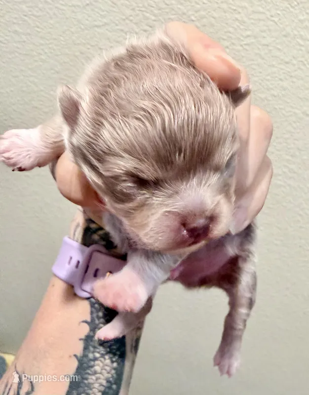 AKC Lucky – Pomeranian puppy for sale in Spokane, MO