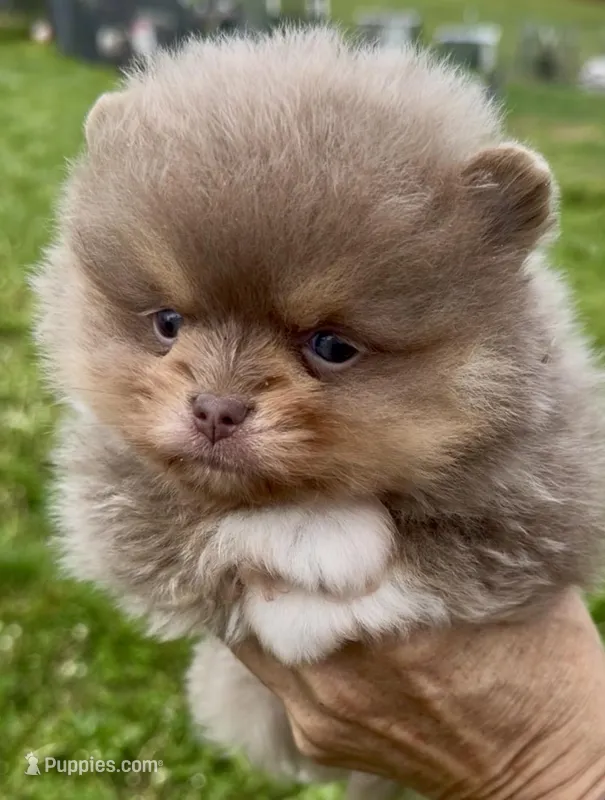 AKC Lucky – Pomeranian puppy for sale in Spokane, MO