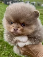 AKC rare lavender, a male Pomeranian for sale in Spokane, MO – Photo 1 of 6