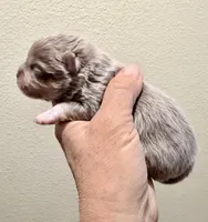 AKC Lucky, a male Pomeranian for sale in Spokane, MO – Photo 5 of 8