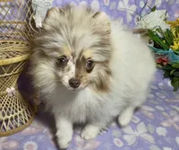 AKC Daisy, a female Pomeranian for sale in Spokane, MO – 2 of 10
