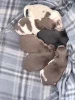 AKC Daisy, a female Pomeranian for sale in Spokane, MO – Photo 10 of 10