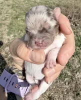 AKC Daisy, a female Pomeranian for sale in Spokane, MO – Photo 9 of 10