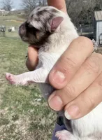 AKC Daisy, a female Pomeranian for sale in Spokane, MO – Photo 4 of 10