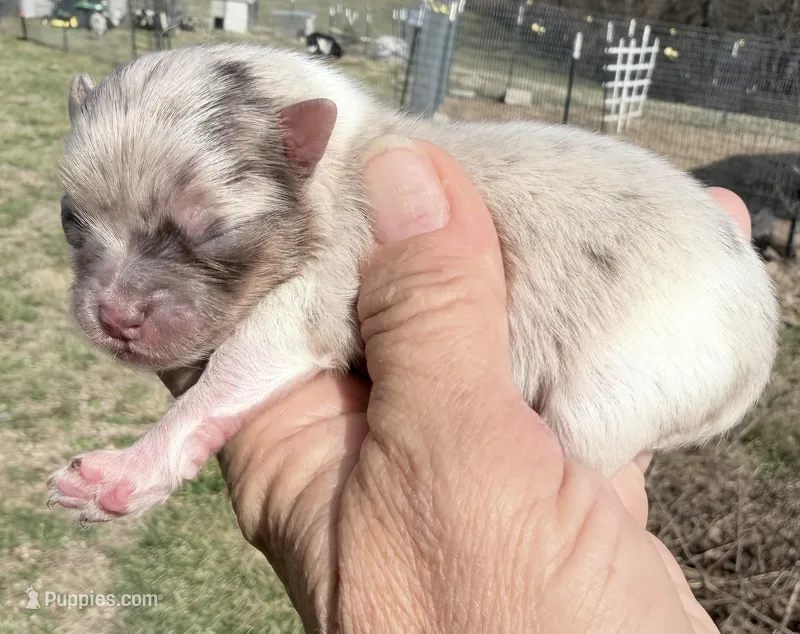 AKC Daisy – Pomeranian puppy for sale in Spokane, MO