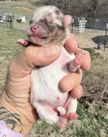 AKC Daisy, a female Pomeranian for sale in Spokane, MO – Photo 3 of 10