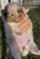 AKC Daisy, a female Pomeranian for sale in Spokane, MO – Photo 5 of 10