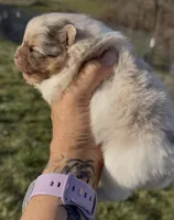 AKC Daisy, a female Pomeranian for sale in Spokane, MO – Photo 1 of 10