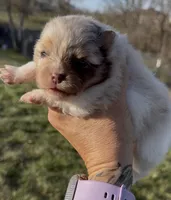 AKC Daisy, a female Pomeranian for sale in Spokane, MO – Photo 4 of 10