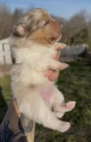 AKC Daisy, a female Pomeranian for sale in Spokane, MO – Photo 9 of 10