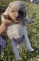 AKC Daisy, a female Pomeranian for sale in Spokane, MO – Photo 8 of 10