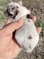 AKC Daisy, a female Pomeranian for sale in Spokane, MO – Photo 6 of 10