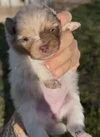 AKC Daisy, a female Pomeranian for sale in Spokane, MO – Photo 2 of 10