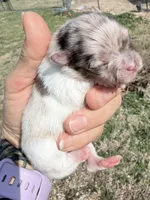 AKC Daisy, a female Pomeranian for sale in Spokane, MO – Photo 5 of 10