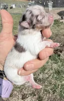 AKC Daisy, a female Pomeranian for sale in Spokane, MO – Photo 7 of 10