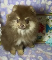 AKC Poppy, a female Pomeranian for sale in Spokane, MO – 8 of 10
