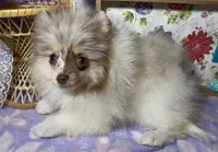 AKC Daisy, a female Pomeranian for sale in Spokane, MO – 7 of 10