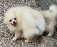 AKC Luce, a male Pomeranian for sale in Spokane, MO – 3 of 10