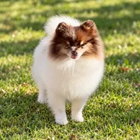 AKC Urchin, a male Pomeranian for sale in Spokane, MO – 3 of 10