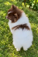 AKC Lilly, a female Pomeranian for sale in Spokane, MO – 5 of 10