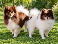 AKC Urchin, a male Pomeranian for sale in Spokane, MO – 10 of 10