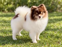 AKC Urchin, a male Pomeranian for sale in Spokane, MO – 9 of 10