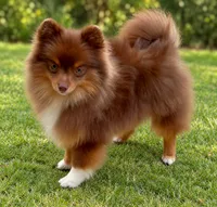 AKC Wags, a male Pomeranian for sale in Spokane, MO – 9 of 10