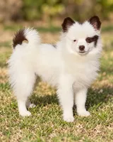 AKC Panda, a female Pomeranian for sale in Spokane, MO – 3 of 10