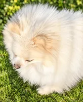 AKC Glamour, a female Pomeranian for sale in Spokane, MO – 4 of 10