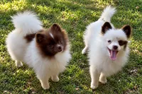 AKC Panda, a female Pomeranian for sale in Spokane, MO – 9 of 10