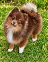 AKC Wags, a male Pomeranian for sale in Spokane, MO – 1 of 10