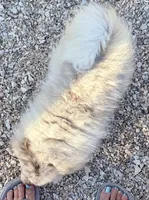 AKC Otto, a male Pomeranian for sale in Spokane, MO – 7 of 10