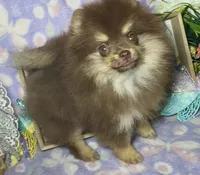 AKC Poppy, a female Pomeranian for sale in Spokane, MO – 2 of 10