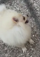 AKC Luce, a male Pomeranian for sale in Spokane, MO – 5 of 10