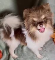 AKC Shooter, a male Pomeranian for sale in Spokane, MO – Photo 6 of 8