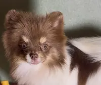 AKC Shooter, a male Pomeranian for sale in Spokane, MO – Photo 4 of 8