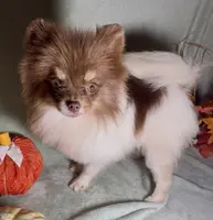 AKC Shooter, a male Pomeranian for sale in Spokane, MO – Photo 7 of 8