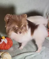 AKC Shooter, a male Pomeranian for sale in Spokane, MO – Photo 8 of 8