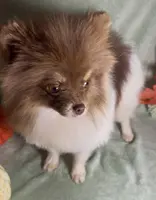 AKC Shooter, a male Pomeranian for sale in Spokane, MO – Photo 1 of 8