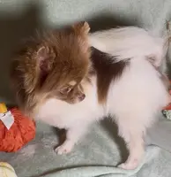 AKC Shooter, a male Pomeranian for sale in Spokane, MO – Photo 5 of 8