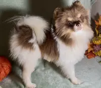 AKC Shooter, a male Pomeranian for sale in Spokane, MO – Photo 2 of 8